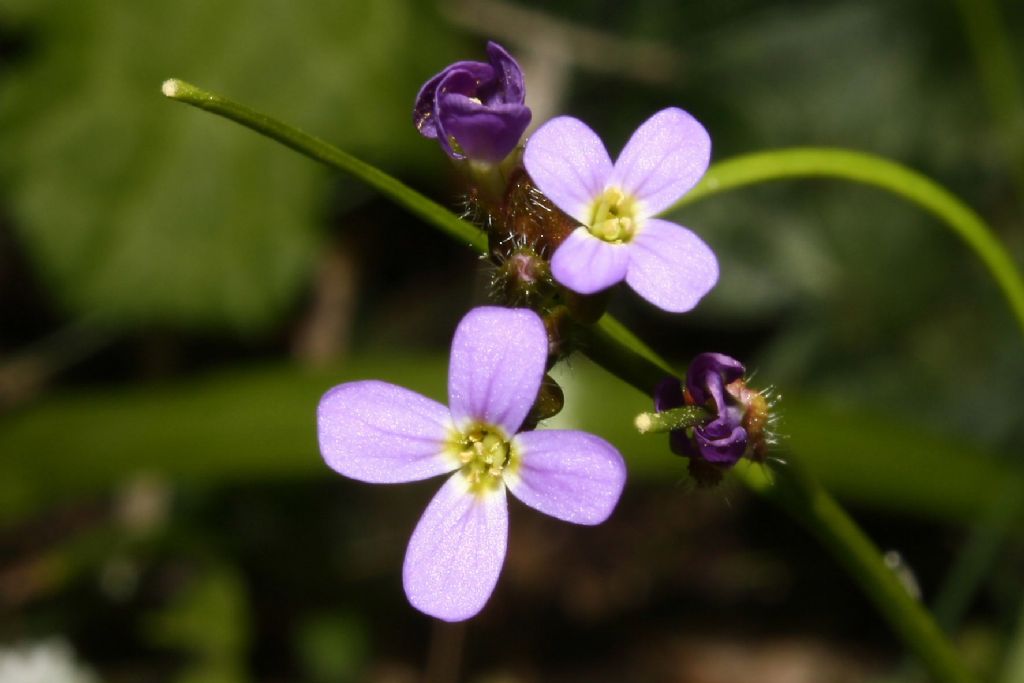 Monte Argentario,  (GR) - Arabis verna